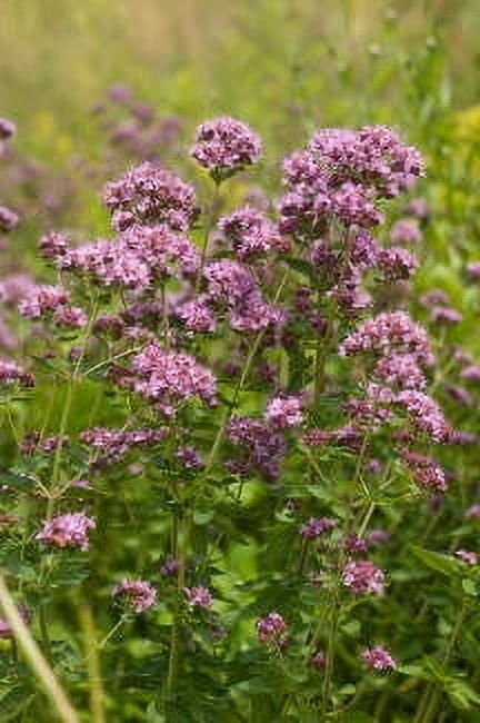 Oregano Wild Crafted Essential Oil 5 ml (1/6 fl oz) - 100% Pure and Natural by Silky Scents