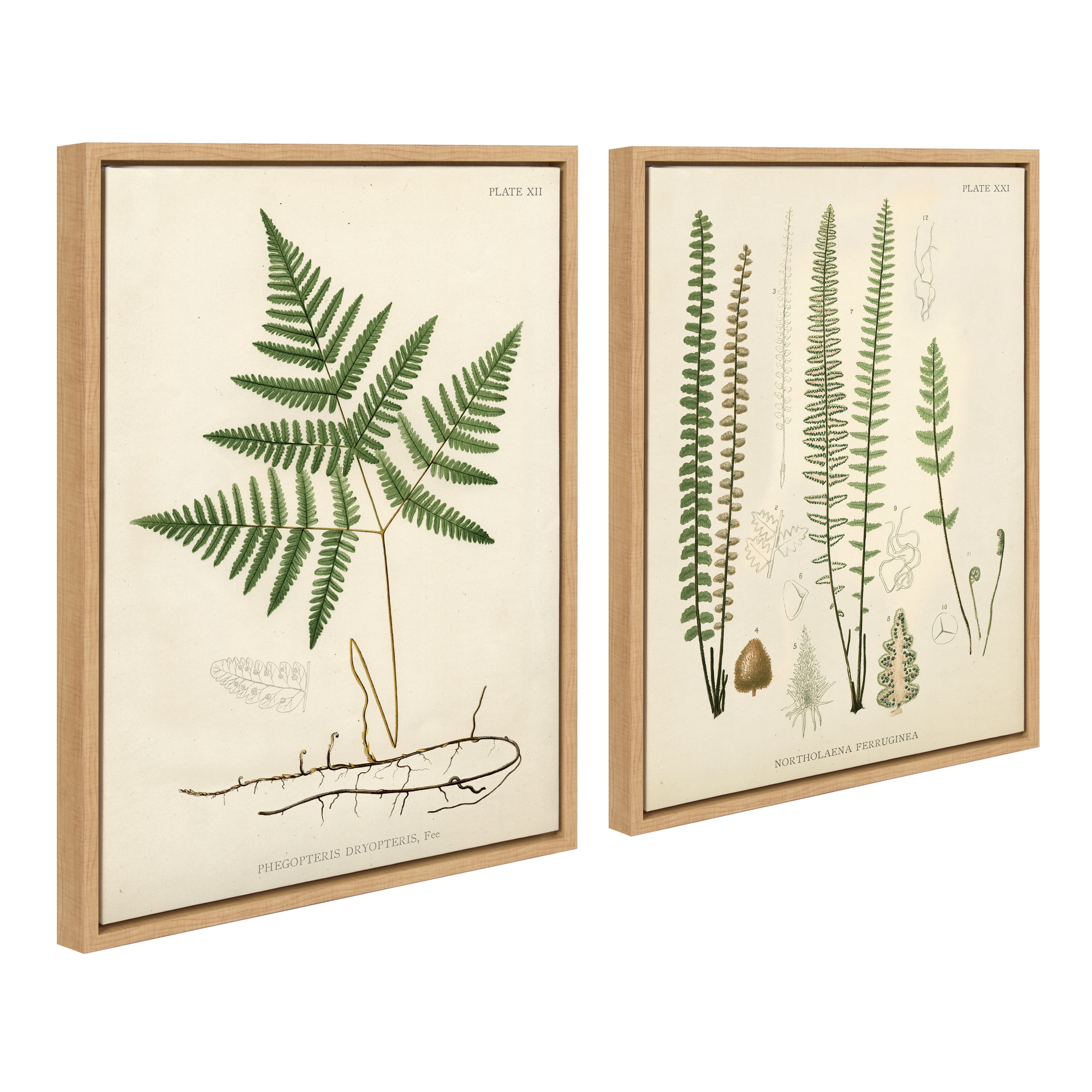 Kate and Laurel Plants Framed Canvas Art Print, 18" x 24", Set of 2, by Corinna Buchholz of Piddix