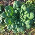 thumbnail image 5 of TomorrowSeeds - Tatsoi Mustard Green Seeds - 12,000+ Count - For 2026 Planting Spinach Asian Chinese, 5 of 9