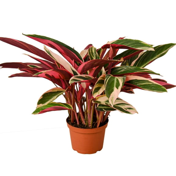 Stromanthe 'Triostar' Live Plant for Indoor | Different Houseplants in 4'' & 6'' Pot | Real House Plant for Living Room, Office, Desk & Bathroom | Triostar | Magenta Triostar