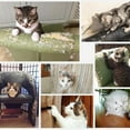 thumbnail image 3 of Nail of Furniture Scratch Guards Cat Scratch Protector Pad Nail for Protecting Furniture 20 PCS, 3 of 5