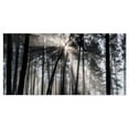 thumbnail image 4 of Design Art Sunbeams through Black White Forest Photographic Print on Wrapped Canvas, 4 of 6