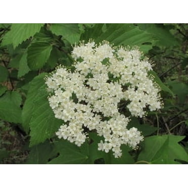 Dentatum Viburnum Live Plant 12-18" in Height in a #3 Container