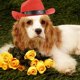 thumbnail image 4 of Sombrero de vaquero occidental, sombrero para fiesta de cumpleaños, sombrero parasol y protector solar, mini sombrero para mascota, 4 of 4