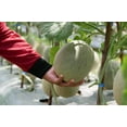 thumbnail image 4 of 200 *Seeds HALE'S Best JUMBO CANTALOUPE Orange Muskmelon Cucumis Melo Melon Fruit Seeds, 4 of 11