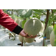200 *Seeds HALES Best JUMBO CANTALOUPE Orange Muskmelon Cucumis Melo Melon Fruit Seeds