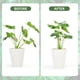 thumbnail image 3 of Soporte vegetal Anillo de vástago Monstera para el próspero Gold Gold 6pcs, 3 of 3