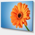 thumbnail image 2 of Orange Daisy Gerbera Flower on Blue - Floral Canvas Art Print, 2 of 4