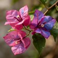 thumbnail image 2 of Bougainvillea seeds easy for Garden,Ideal for Beds ,Borders, Plant Pots & Planters, 2 of 5