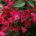 thumbnail image 3 of Heirloom Roses - Vif Eclat Hybrid Musk Rose Plant, 3 of 6