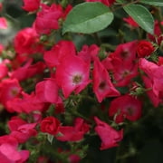 Heirloom Roses - Vif Eclat Hybrid Musk Rose Plant