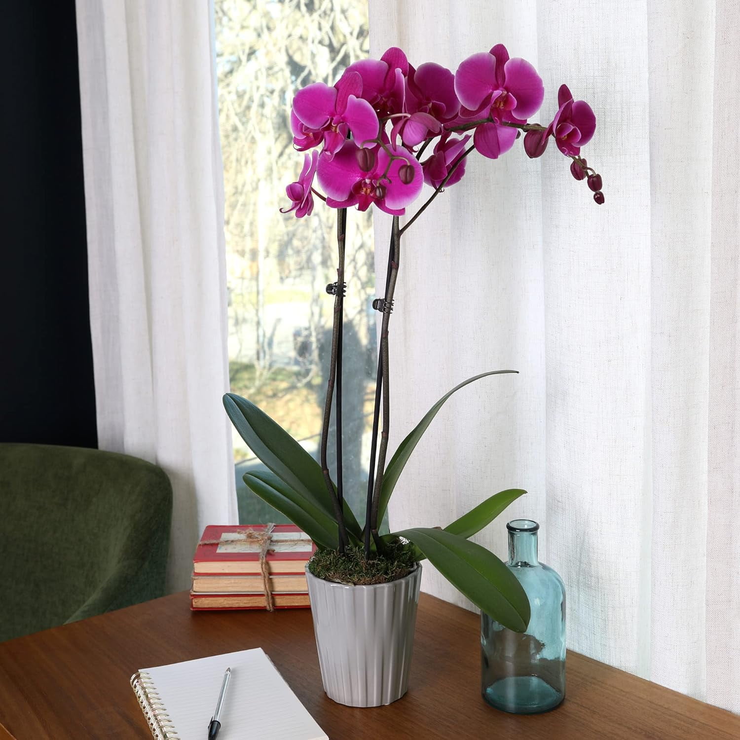 Just Add Ice 16-30" Purple Premium Orchid Live Plant in 5" Grey Ceramic Pot, House Plant