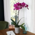 thumbnail image 6 of Just Add Ice 16-30" Purple Premium Orchid Live Plant in 5" Grey Ceramic Pot, House Plant, 6 of 7