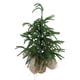 thumbnail image 1 of Tabletop Mini árbol De Navidad, Escritorio Centro De árboles De Navidad En Miniatura Artificial Con Bolsas De Tela, Para Casa, Decoración De La Oficina, Verde, 1 of 7