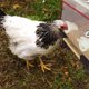 thumbnail image 5 of Comedero para pollos, puerto de alimentación artesanal, sierra perforadora de 3 puertos para barriles, cajas de basura, comederos para pollos resistentes a la intemperie, 5 of 9