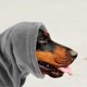 thumbnail image 4 of Luxshiny De Orejas Calmante Para Perros Con Material Y Protección Ruido, 4 of 6