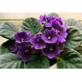 thumbnail image 3 of Schultz 4 OZ 8-14-9 African Violet Plus Liquid Plant Food Excellen, 3 of 5