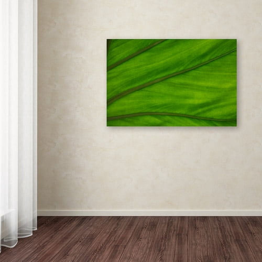 Trademark Fine Art "Green Elephant Ear Leaf Abstract" Canvas Art by Kurt Shaffer