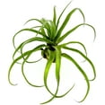 thumbnail image 3 of ragnaroc Live Air Plants - Tillandsia Streptophylla Jumbo – 3 count 5-9 inches – Ideal for gifts & presents, live indoor plants & live house-plants – live plants for home décor, 30 Day Guaranteed, 3 of 4
