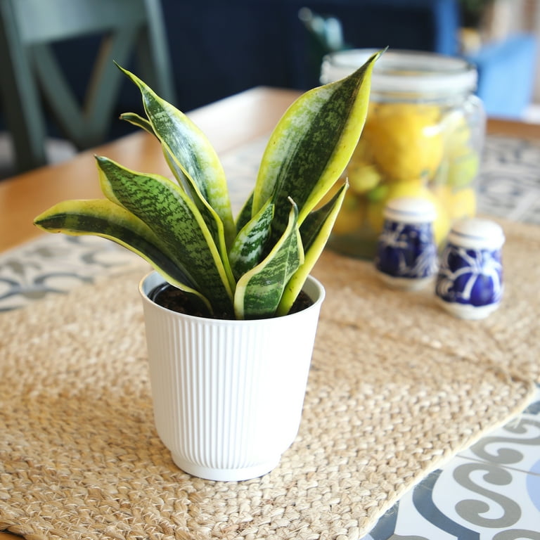 Superba Snake Plant, Clean Air Houseplant | 4.25 in Decor Pot; Full Sun |  Element by Altman Plants - Walmart.com