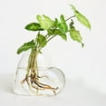 thumbnail image 2 of 2PCS Wall Hanging Glass Plant Terrarium Container Heart Shape Perfect for Propagating Hydroponic Plants Home Garden Decoration Wedding, 2 of 5