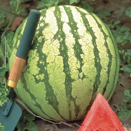 American Seed Watermelon Dixie Queen Annual Fruit Seeds, Full Sun