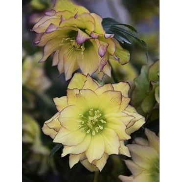 Wedding Party™ First Dance Christmas/Lenten Rose - Helleborus - Gallon Pot