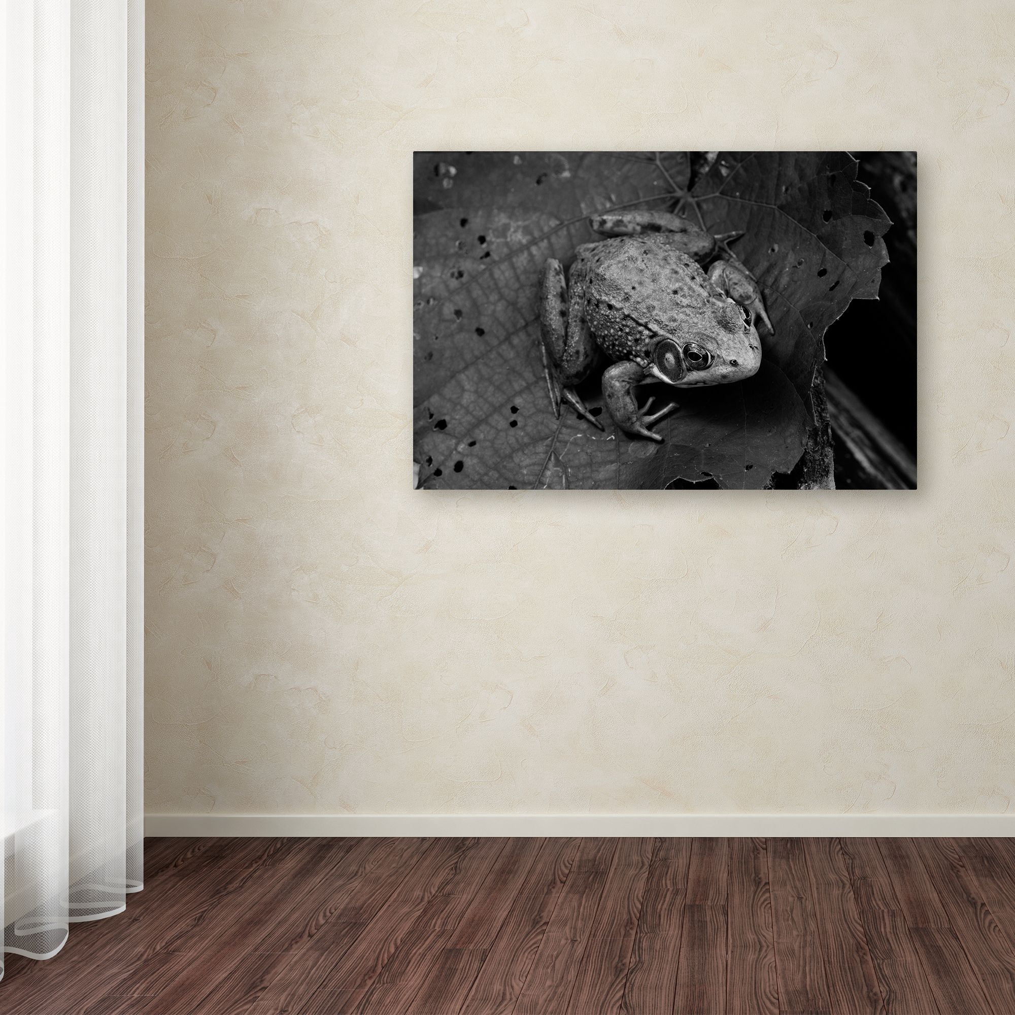 Trademark Fine Art "Northern Green Frog" Canvas Art by Jason Shaffer