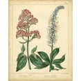 thumbnail image 2 of Edwards, Sydenham 20x24 Black Ornate Wood Framed with Double Matting Museum Art Print Titled - Garden Flora VI, 2 of 4