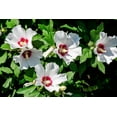thumbnail image 2 of 50 Mixed Colors ROSE Of SHARON HIBISCUS Syriacus Flower Tree Bush Seeds Mix, 2 of 11
