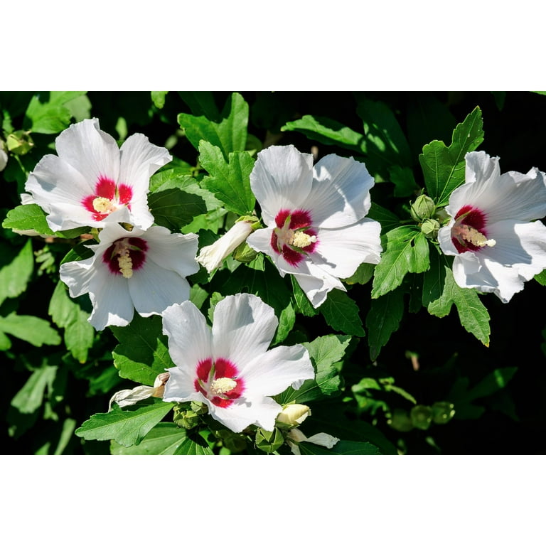 50 Mixed Colors ROSE Of SHARON HIBISCUS Syriacus Flower Tree Bush Seeds Mix
