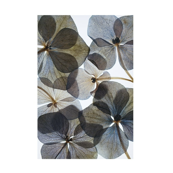 Lenka 'Botanical 21' Canvas Art