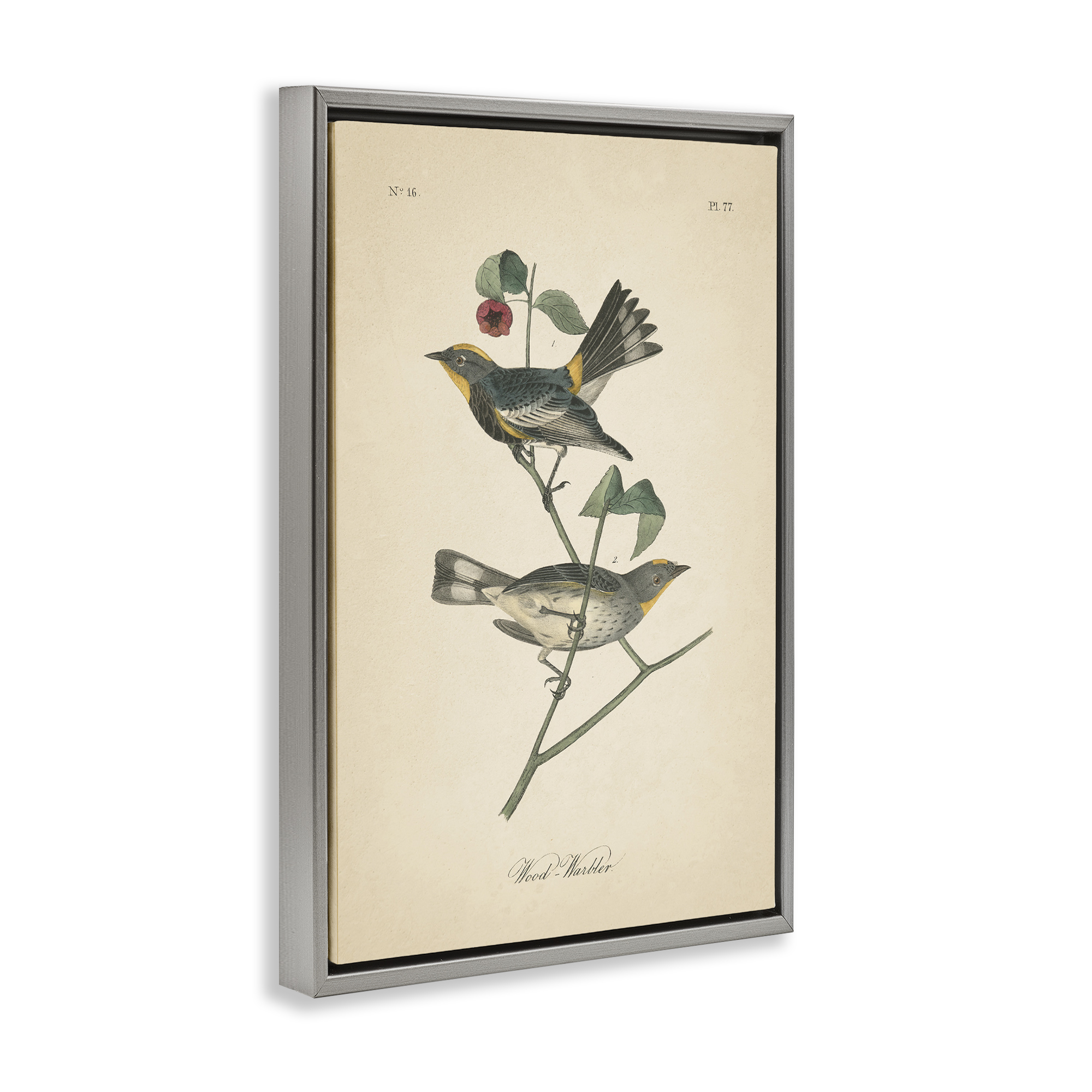 Stupell Industries Vintage Warbler Page Animals & Insects Painting Gray Floater Framed Canvas Art Print Wall Art, 21 x 31