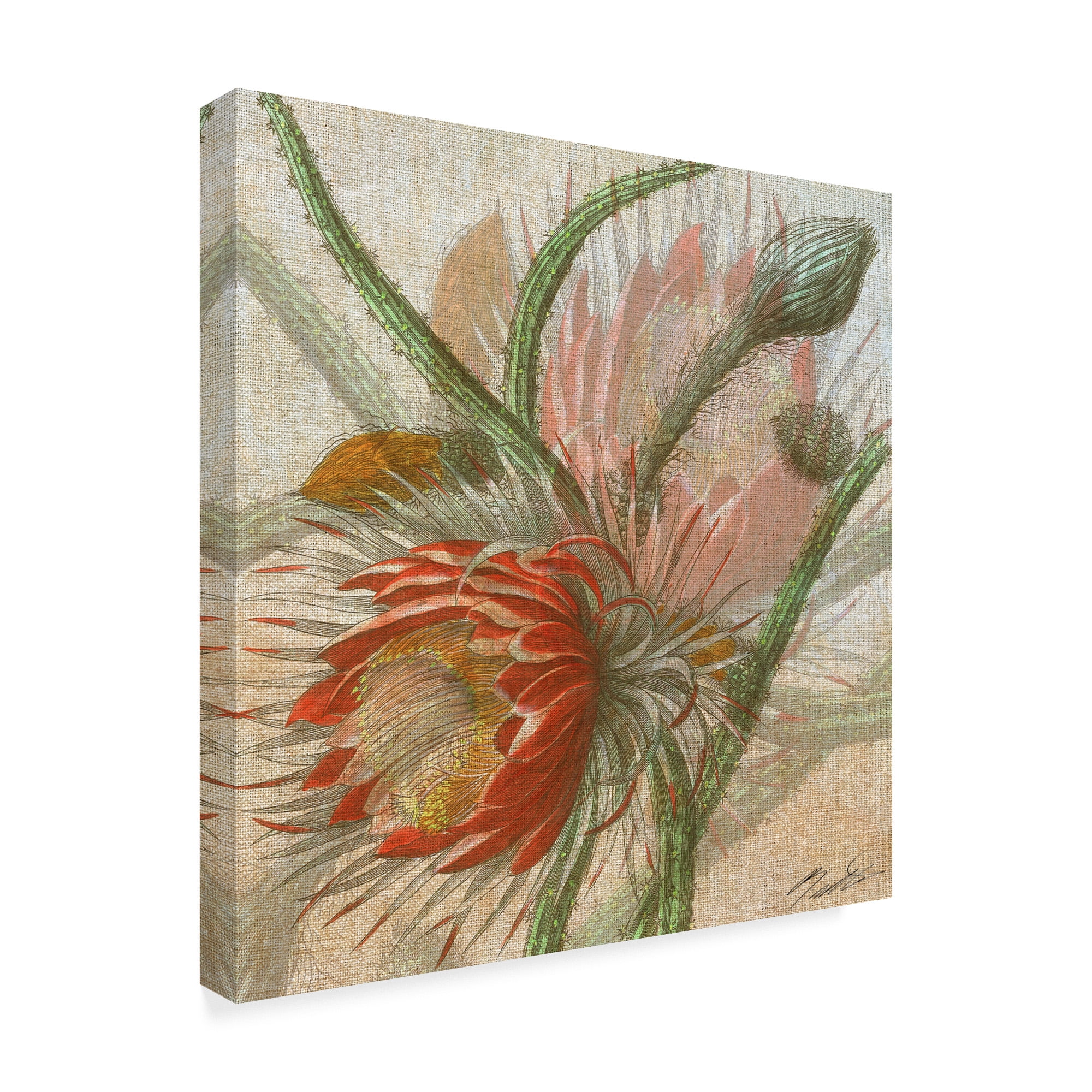 Trademark Fine Art 'Desert Botanicals II' Canvas Art by John Butler
