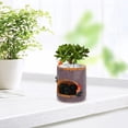 thumbnail image 2 of Flor verde sedum Suculento maceta Caja de bonos Bonsai Decoración de macetas, 2 of 6
