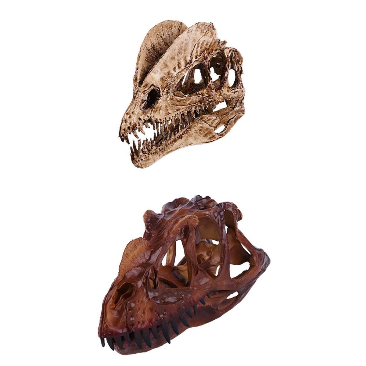 1/3 Dinosaur Dilophosaurus Resin Fossil Skull Model Collectibles White 