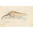 thumbnail image 2 of Charles Hamilton Smith 18x13 Black Ornate Wood Framed Double Matted Museum Art Print Titled - Banded Mongoose. (1837), 2 of 5