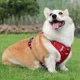 thumbnail image 2 of Pechera Arnés Para Perro Mediano Grande Seguridad Ajustable, 2 of 8