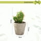 thumbnail image 2 of Mini planta de cactus artificial en maceta, decoración interior creativa, pequeña flor de simulación, 2 of 5