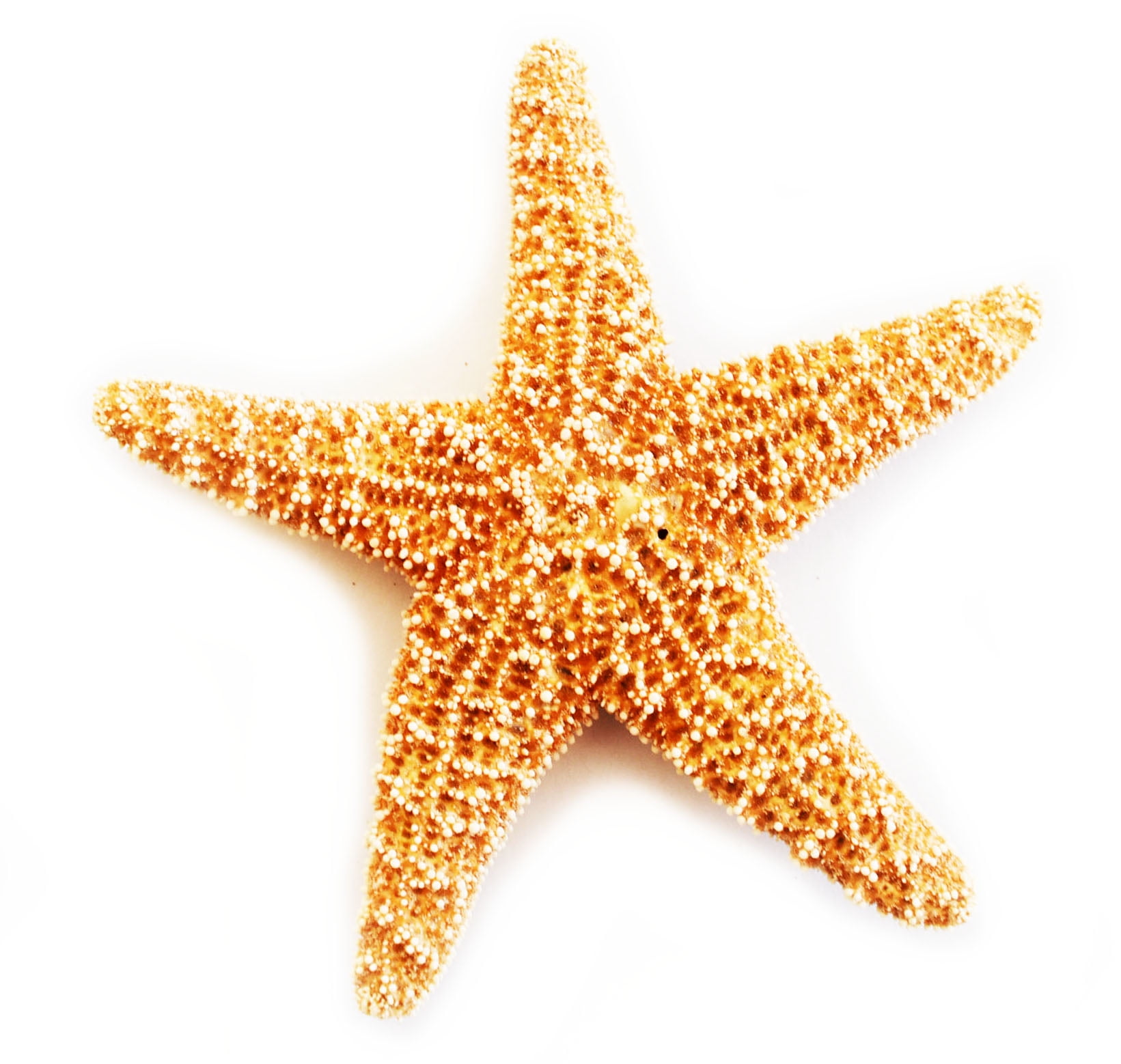 12-4" Sugar Starfish Dried Star fish Shell Wedding Craft Decor Item # ssf4-12 