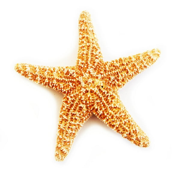 One Real Dried Small Sugar Starfish (4-6") Beach Arts and Crafts, Coastal Cottage and Nautical Home Decor, Beach Weddings