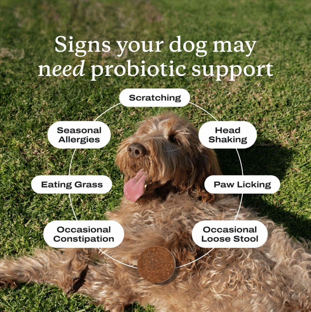 PetLab Co. Probiotic Chews, Delicious Soft Chew Probiotics For Dogs, Pork, 30 ct.