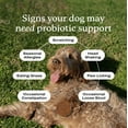 thumbnail image 5 of PetLab Co. Probiotic Chews, Delicious Soft Chew Probiotics For Dogs, 30 ct., 5 of 9