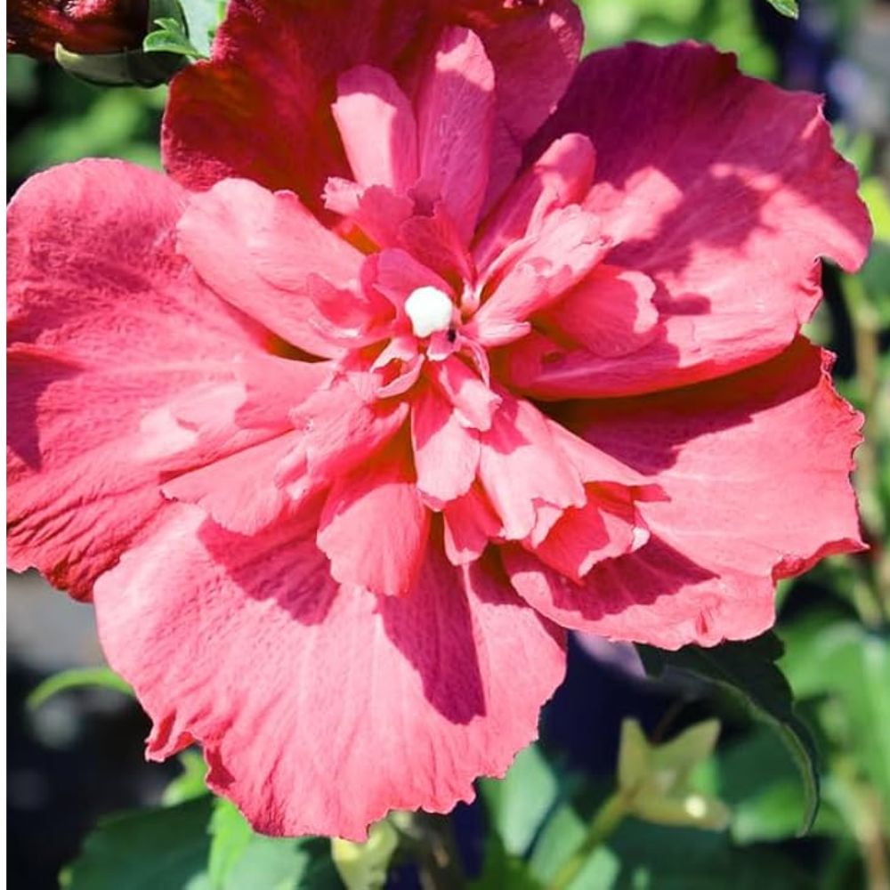 Expert Gardener 3-4 ft tall Red Althea Live Shrub in 7-Gallon Grower Pot
