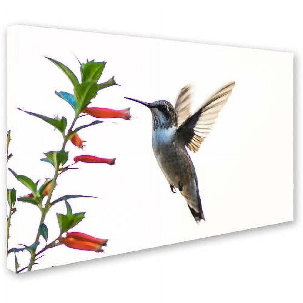 Trademark Fine Art "Frozen in Flight" Canvas Art by Kurt Shaffer