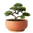 thumbnail image 6 of Terracotta Pot 8 inch Shallow Round Succulent Planter Bowl with Drainage & Bamboo Tray Flower Pots for Indoor Plants Cacti Bonsai Red, 6 of 12
