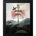 thumbnail image 2 of Thornton, Dr R 12x14 Black Modern Framed Museum Art Print Titled - Large Flowering Sensitive Plant, 2 of 5
