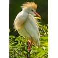 thumbnail image 2 of Jaynes Gallery 11x14 Black Ornate Wood Framed with Double Matting Museum Art Print Titled - Florida-Anastasia Island Cattle egret in breeding plumage, 2 of 4