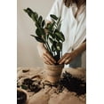 thumbnail image 3 of Gardenera Labs Premium ZZ Plant Expert-Grade Soil - Fast-Draining Formula Ensuring Long-Lasting Plant Vitality - 10 QUARTS, 3 of 4