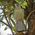 thumbnail image 5 of Falcon, Decoy Bird Scarer, Life-like Colouring, Beige, One Size, 5 of 5